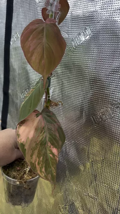 plant/Variegated Micans pink Ferrari-0-thumbnail