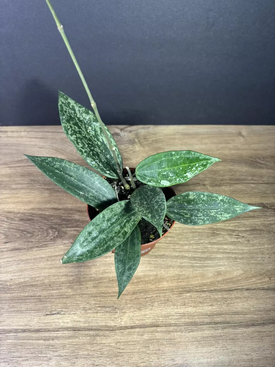 plant/Hoya Rangsan Splash 4” 2131-1