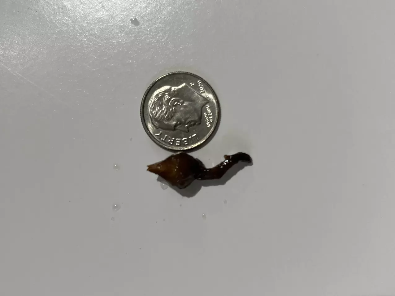 plant/Alocasia Pink Black Satun Corm-1