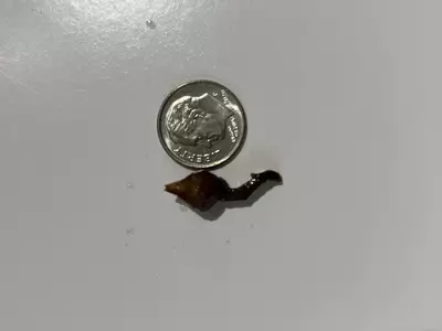 plant/Alocasia Pink Black Satun Corm-1-thumbnail