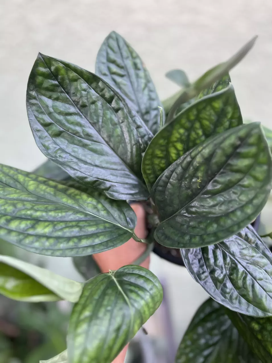 plant/Monstera Peru-1