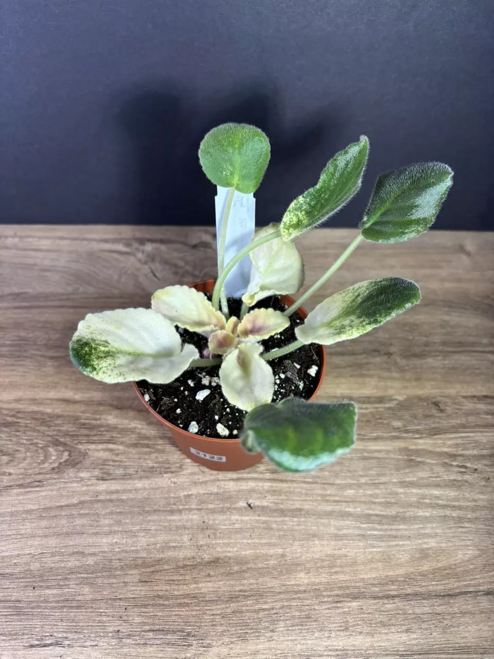 plant/Harmony's Purple Passion Variegated African Violet 4” 2122-1