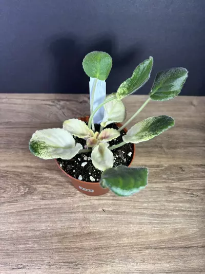 plant/Harmony's Purple Passion Variegated African Violet 4” 2122-1-thumbnail