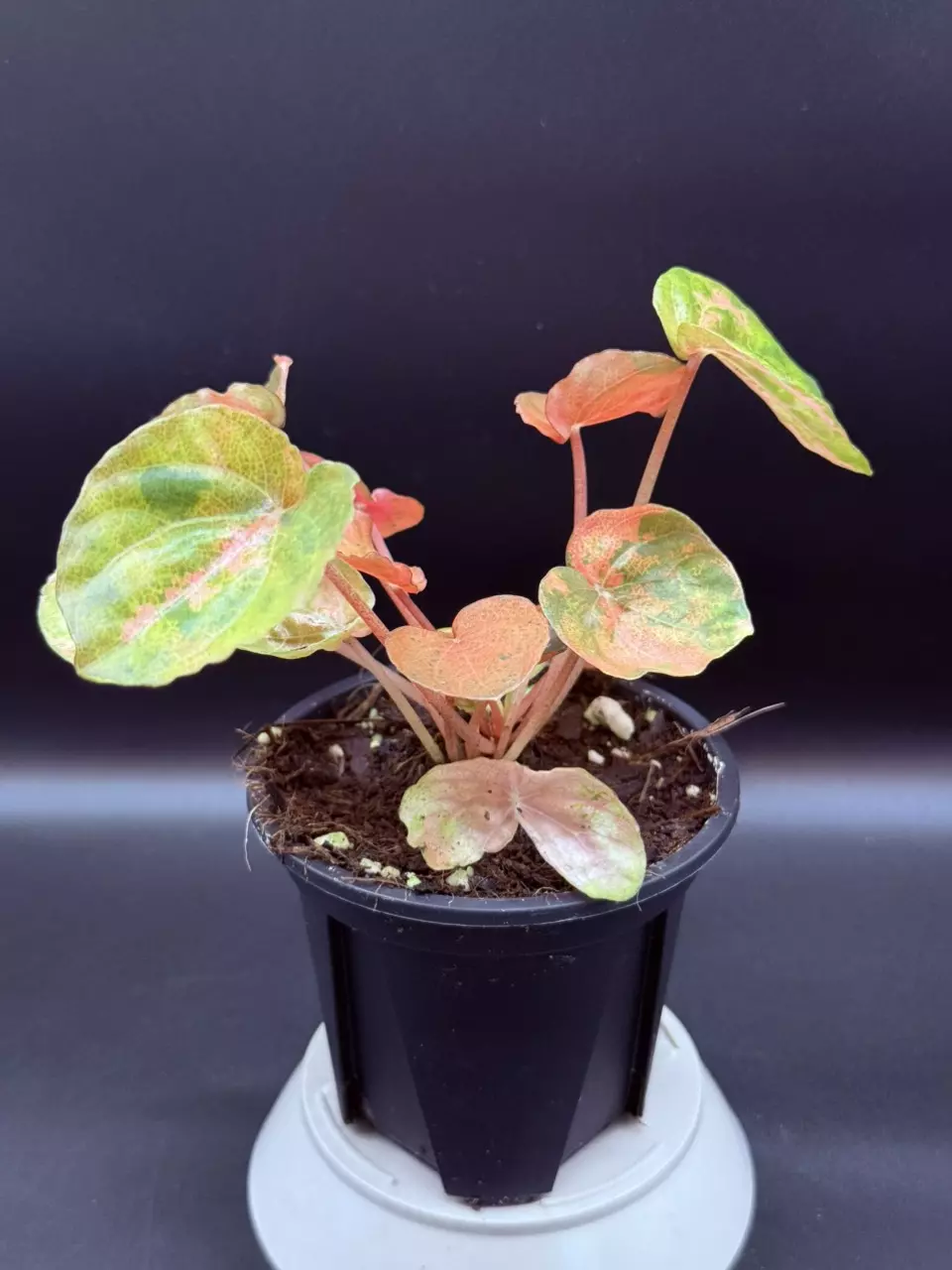 plant/Peperomia Carnival-2