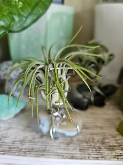 plant/Airplant stand-3-thumbnail