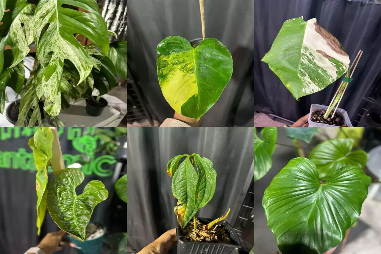 plant/🌱 Rehab / Project Plant Bundle Growers Pick Cuttings, Corms & Rehab Plants-0