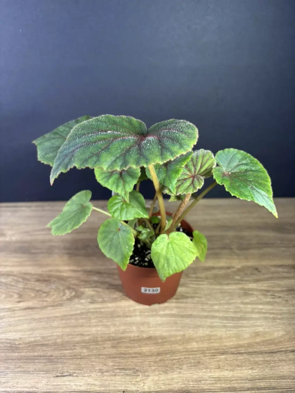 plant/Begonia Sericoneura var. Lindleyana 4” 2130-0