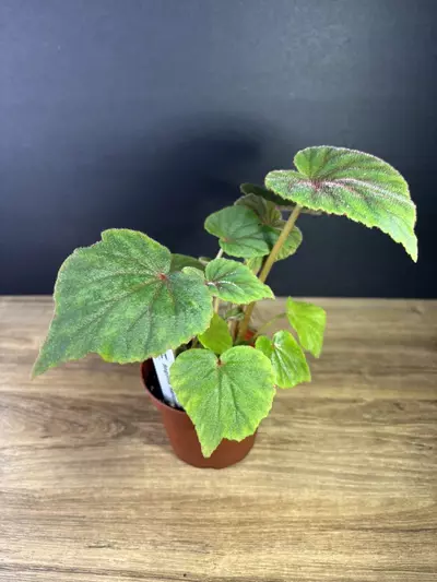 plant/Begonia Sericoneura var. Lindleyana 4” 2130-1-thumbnail