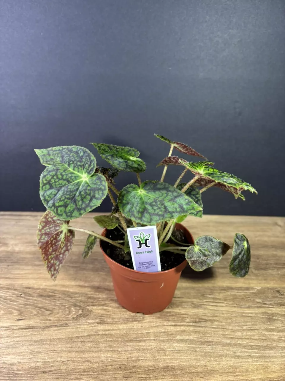 plant/Begonia Aces High 4” 2148-1