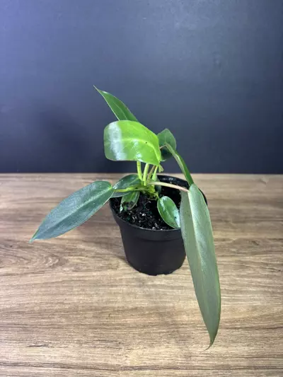 plant/Philodendron Spiritus Sancti 4”-1-thumbnail