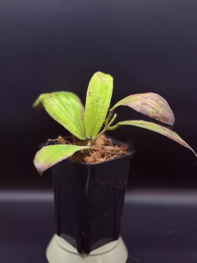 plant/Hoya erythrina-1-thumbnail