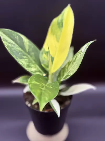 plant/Philodendron ‘Imperial’ Variegated-1-thumbnail