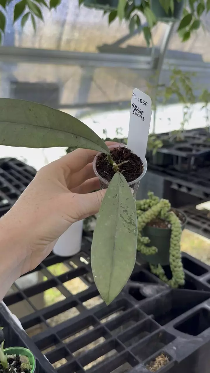 plant/PL1066: Grifithii Silver Clone 2 SALE!-0