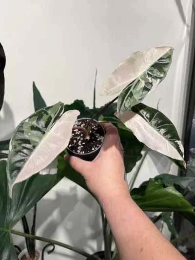 plant/Alocasia Pink Black Satun Corm-0-thumbnail