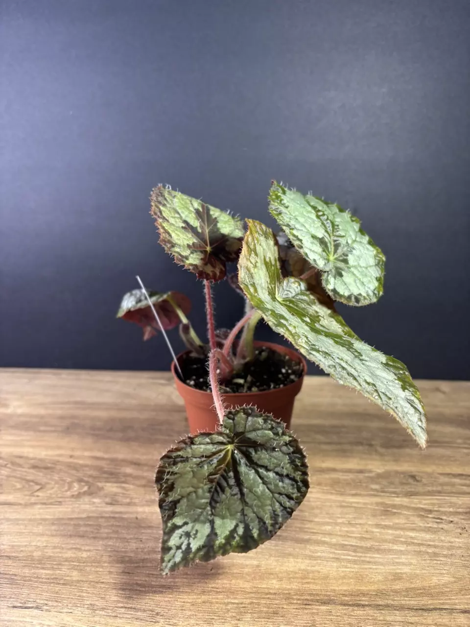 plant/Begonia Mariana’s Monster 4” 2150-1