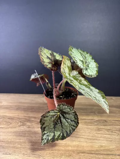 plant/Begonia Mariana’s Monster 4” 2150-1-thumbnail
