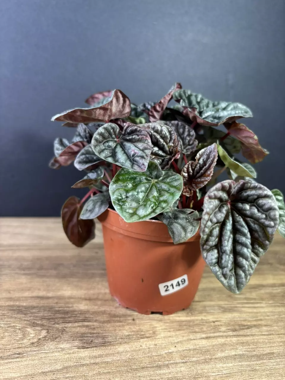 plant/Peperomia Luna Red 4” 2149-0
