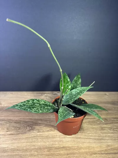 plant/Hoya Rangsan Splash 4” 2131-2-thumbnail