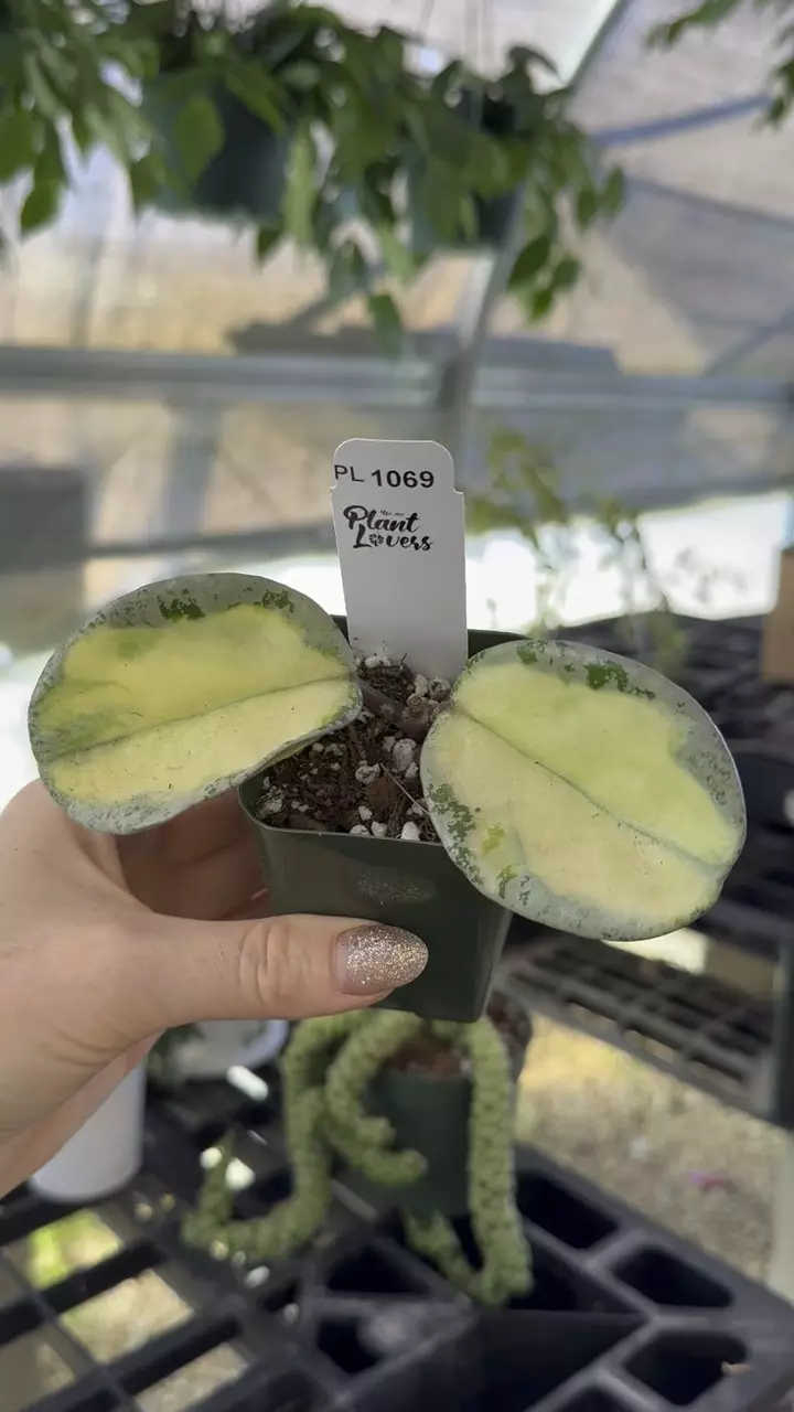 plant/PL1069: Argentea Princess-0