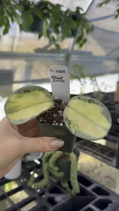 plant/PL1069: Argentea Princess-0-thumbnail