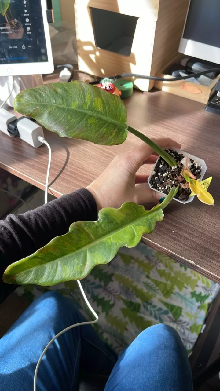 plant/Ring of Fire Philodendron-3