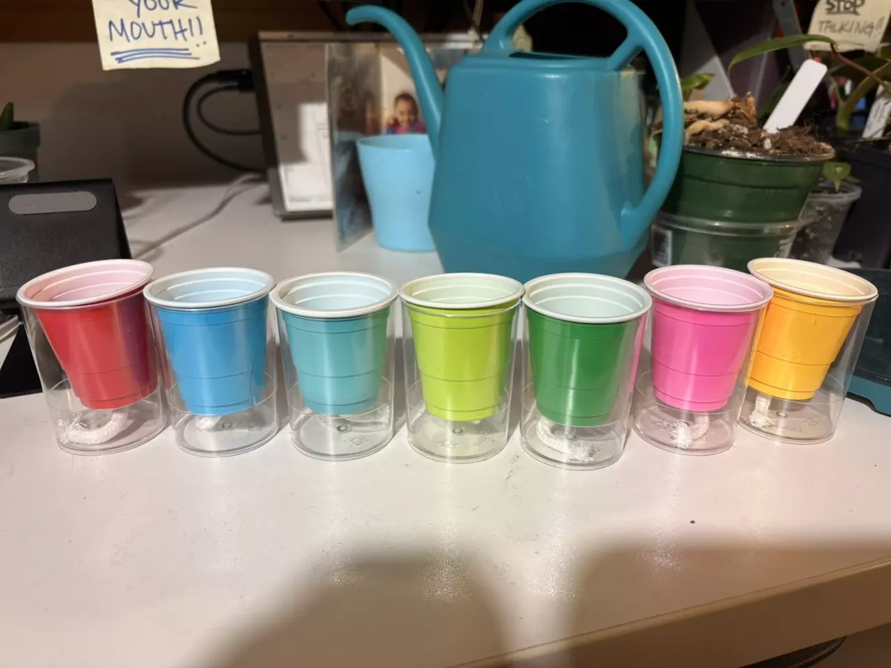plant/5 pup cups RANDOM COLORS-0