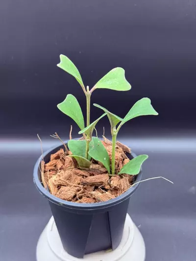 plant/Hoya manipurensis-0-thumbnail