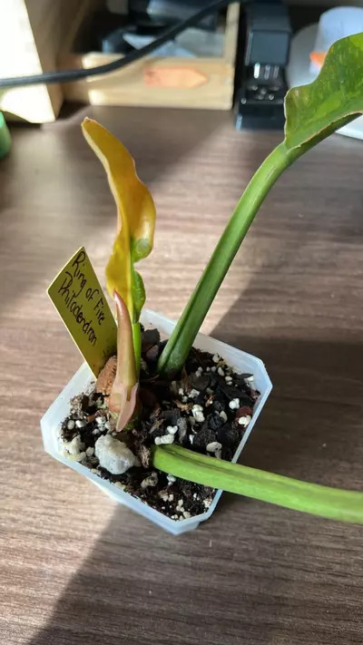 plant/Ring of Fire Philodendron-0-thumbnail