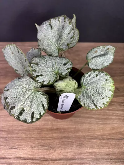 plant/Begonia Silver Jewel 4” 2129-0-thumbnail