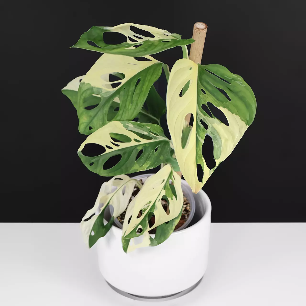 plant/Monstera Adansonii Variegated-0
