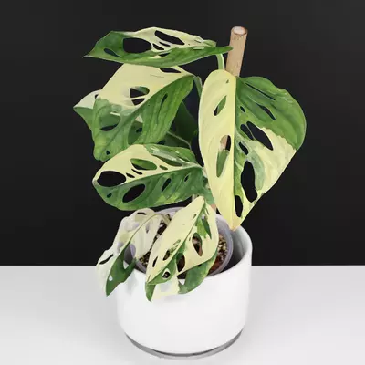 plant/Monstera Adansonii Variegated-0-thumbnail