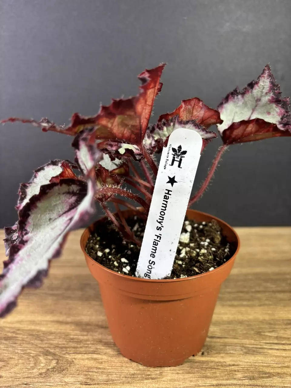 plant/Begonia Flame Song 4”-2