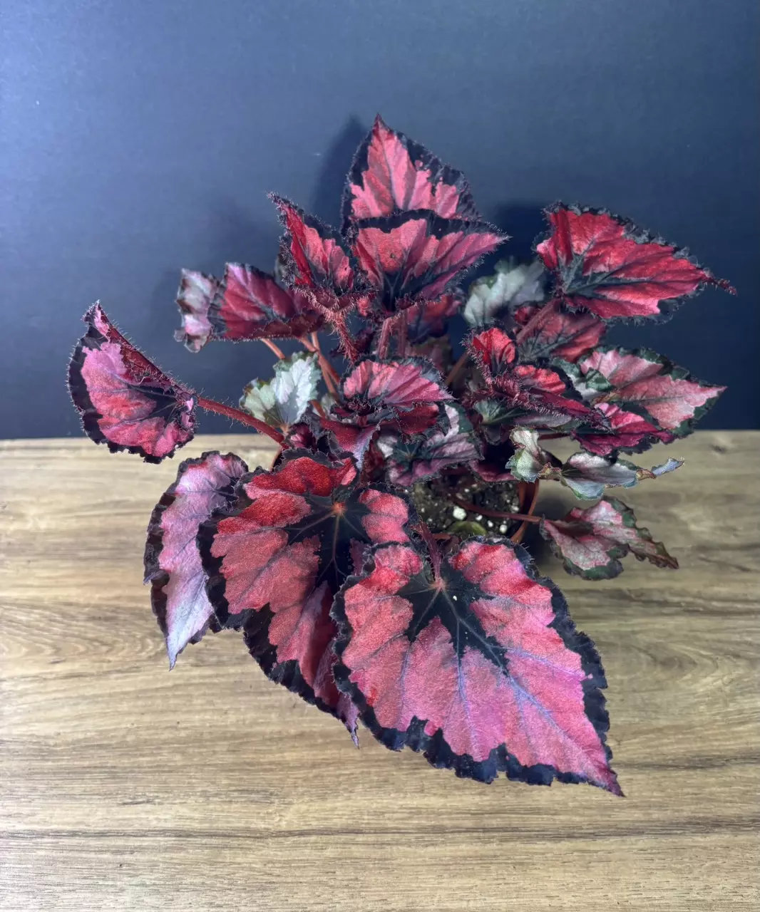 plant/Begonia Red Robin 6” 2133-0