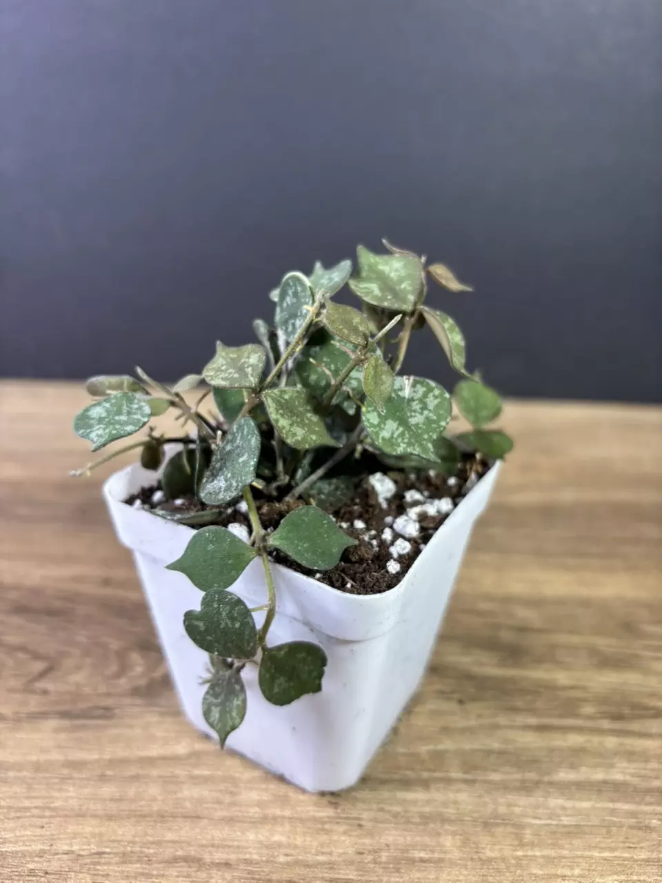 plant/Hoya Curtisii 2.5” 2139-0