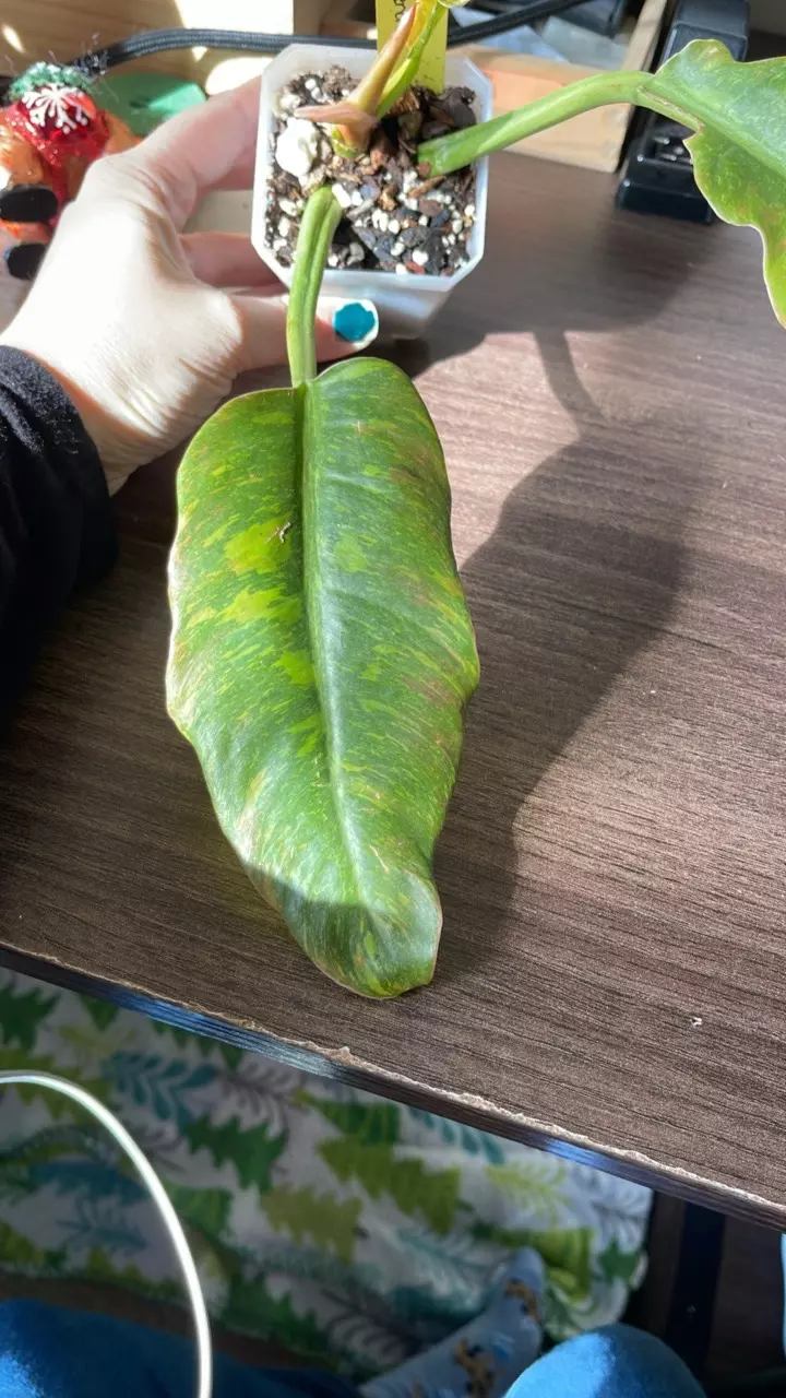 plant/Ring of Fire Philodendron-1