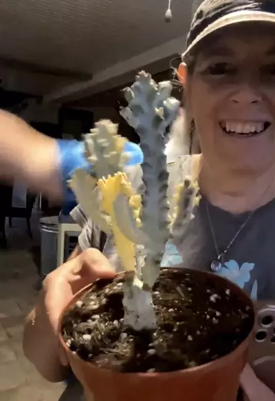 plant/Q Euphorbia Lactea, Variegated Ghost 6”-0-thumbnail