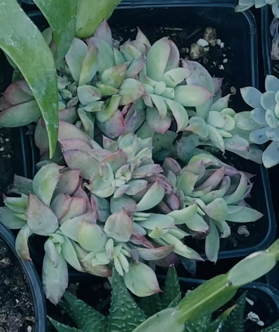 plant/A Crested Korean Echeveria, 5”-0