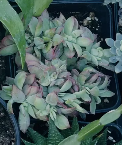 plant/A Crested Korean Echeveria, 5”-0-thumbnail