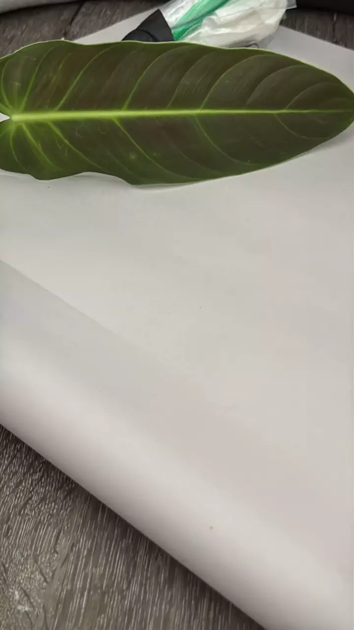 heat_pack/Melano unrooted cutting for NurseRosy-0