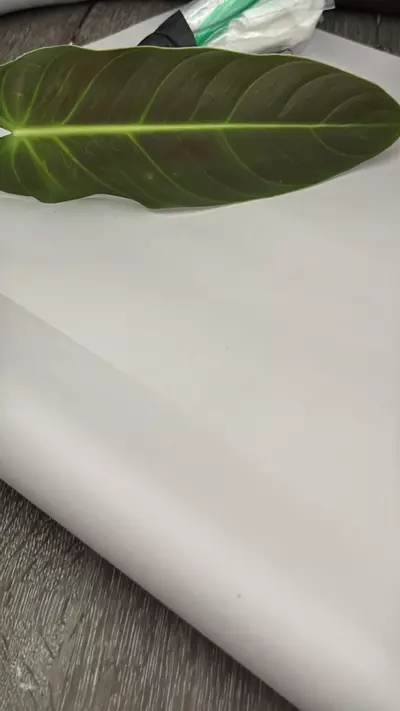 heat_pack/Melano unrooted cutting for NurseRosy-0-thumbnail