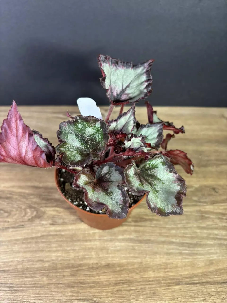 plant/Begonia Flame Song 4”-1