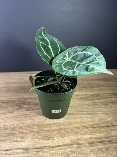 plant/Anthurium Forgetii Hybrid 4” 2132-1-thumbnail