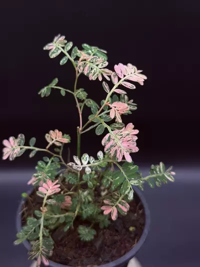 plant/Phyllanthus urinaria ‘Pink’ 🌸-0-thumbnail