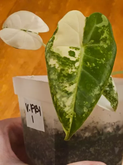 plant/V. Frydek-0-thumbnail