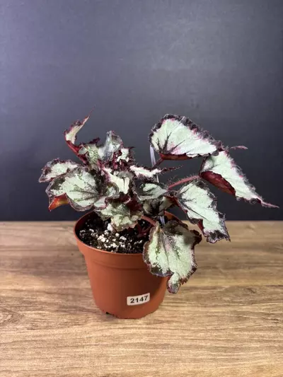plant/Begonia Flame Song 4”-0-thumbnail