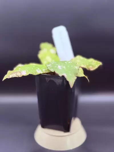 plant/Hoya undulata ‘Pink Splash’-0-thumbnail