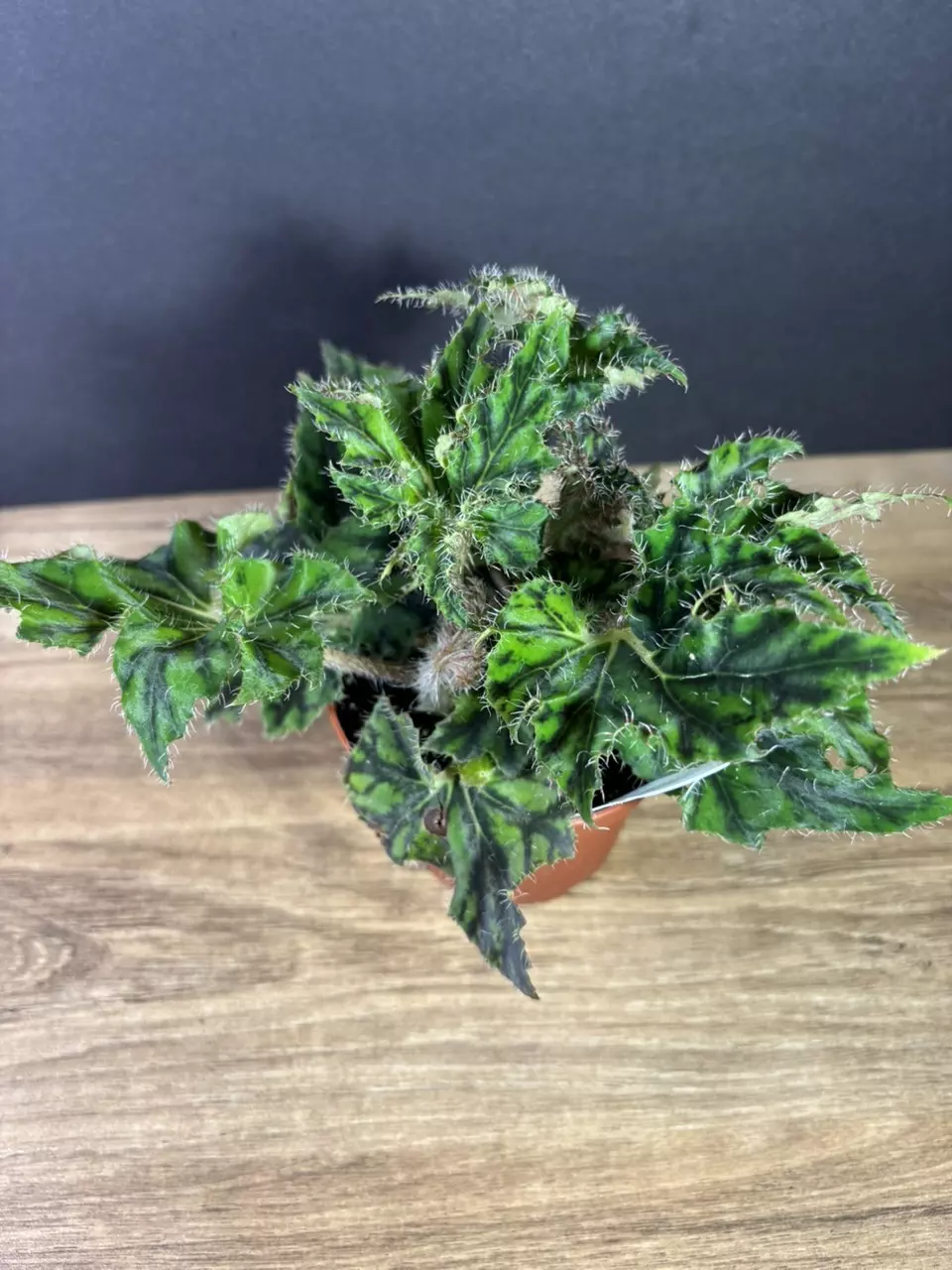 plant/Begonia Unique 4” 2138-2