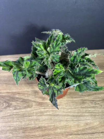 plant/Begonia Unique 4” 2138-2-thumbnail