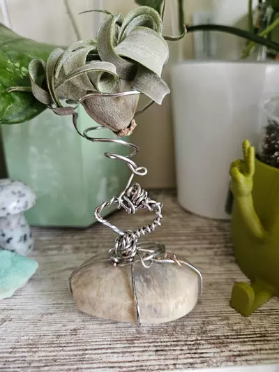 plant/Airplant stand-0-thumbnail