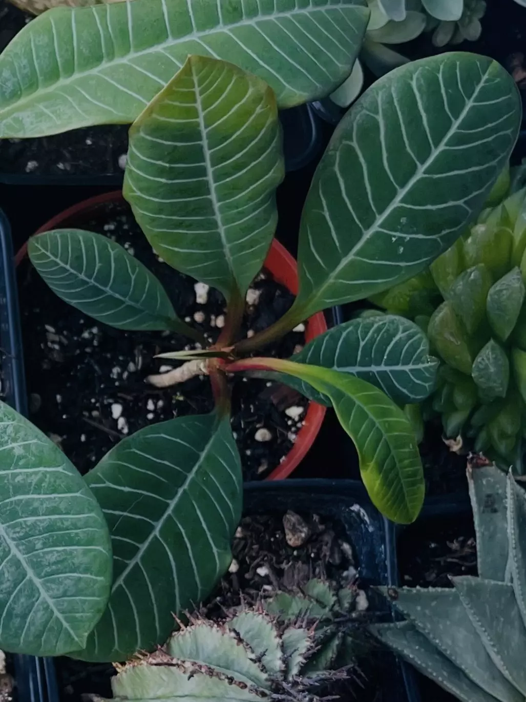 plant/Q Euphorbia Leuconeura, Madascar Jewel 3.5”-0